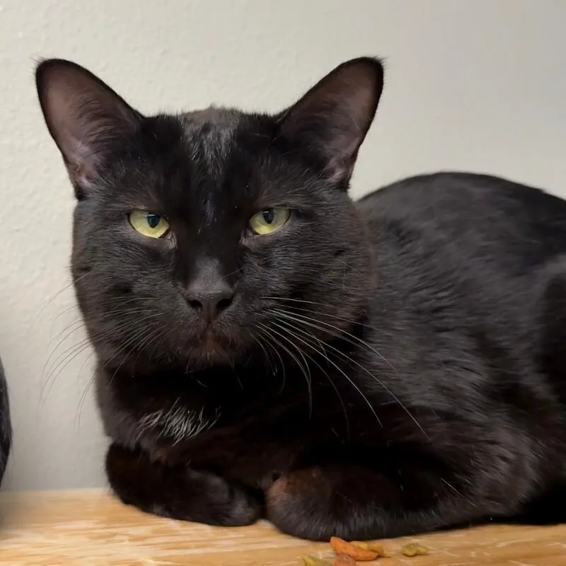 An adult medium-sized male Black Domestic Short Hair cat named Brian Zeller for adoption in Fort Collins, CO