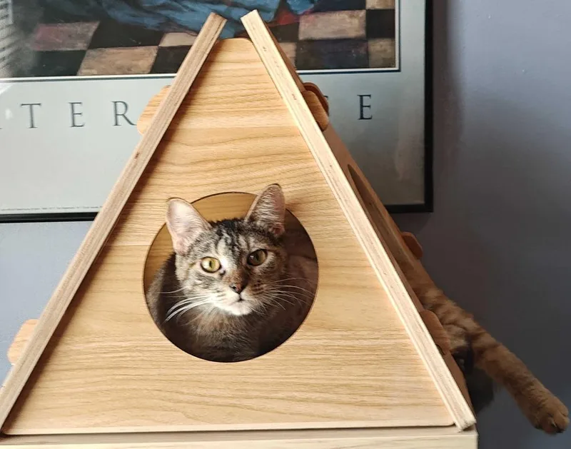 Cat Cafe Shortcake
