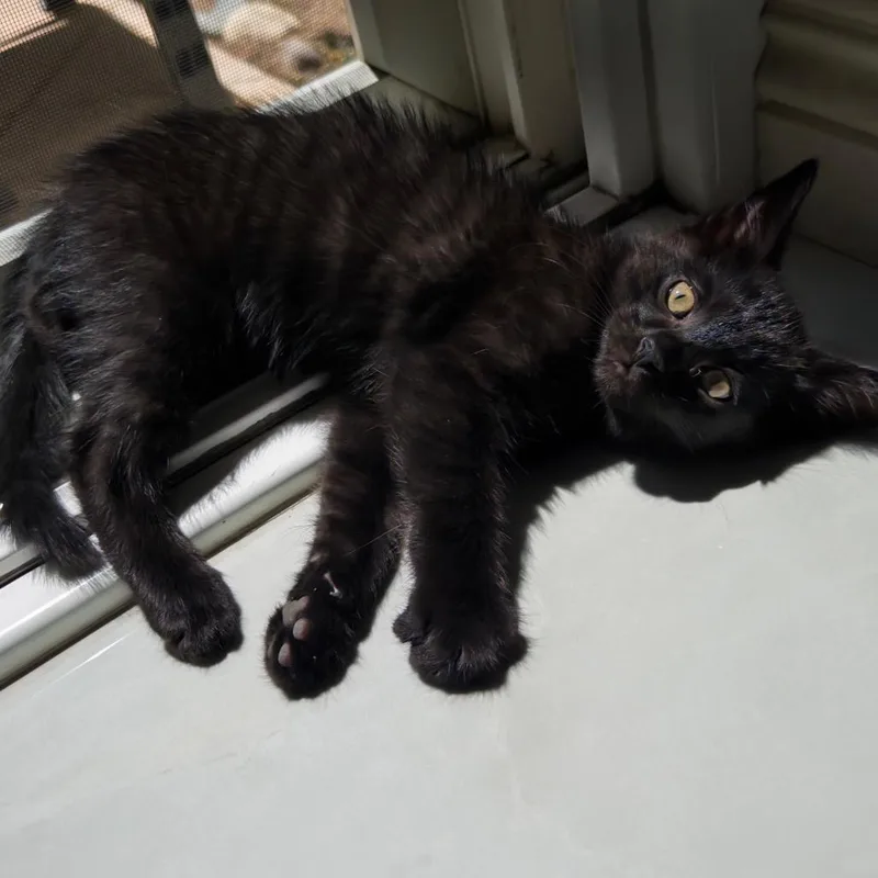 A baby small-sized female Black Domestic Short Hair cat named Ember for adoption in Tustin, CA
