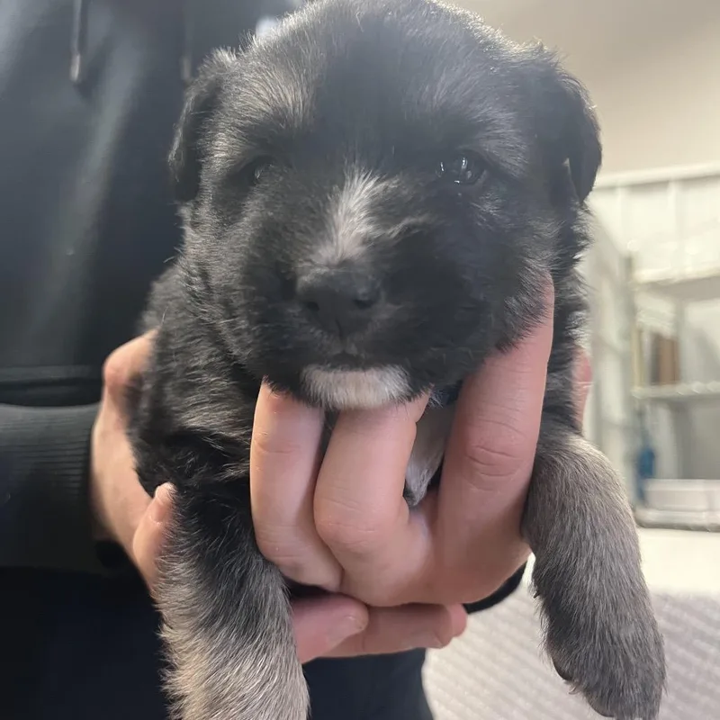 Black Bear thumbnail 2