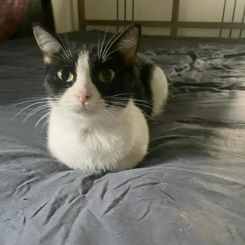 An adult medium-sized female Domestic Short Hair cat named Catrina for adoption in Austin, TX