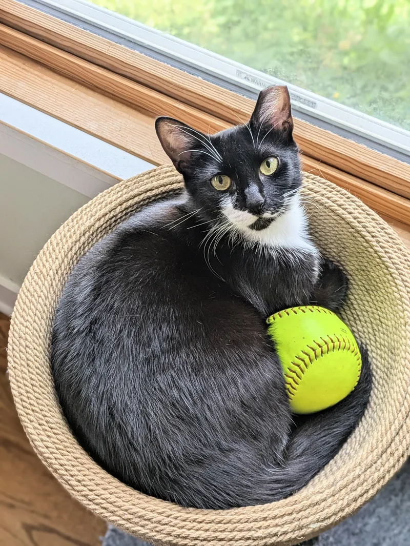 A young medium-sized female Black & White / Tuxedo Tuxedo cat named Omla for adoption in Lombard, IL