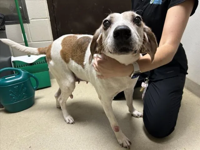 A senior small-sized female Hound dog named Patricia for adoption in Chapel Hill, NC