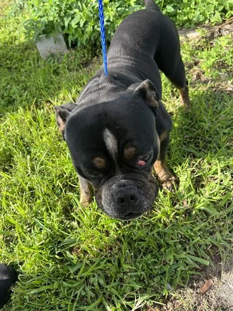 An adult medium-sized male Pit Bull Terrier dog named Bub for adoption in Miami, FL