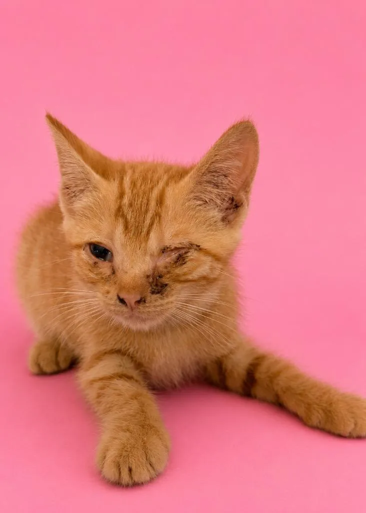 A baby small-sized female Domestic Short Hair cat named Ida for adoption in Wauchula, FL