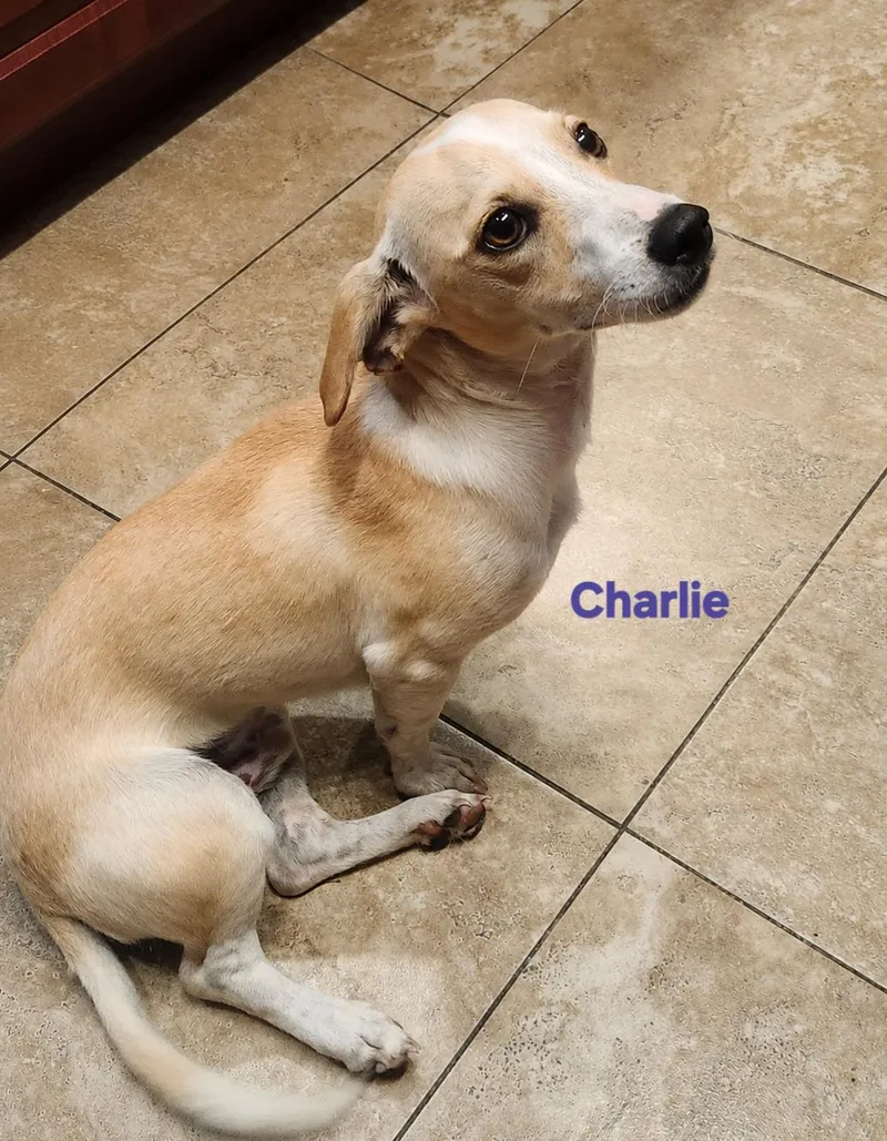 A young small-sized male Chihuahua dog named Charlie The Peanut for adoption in New Port Richey, FL