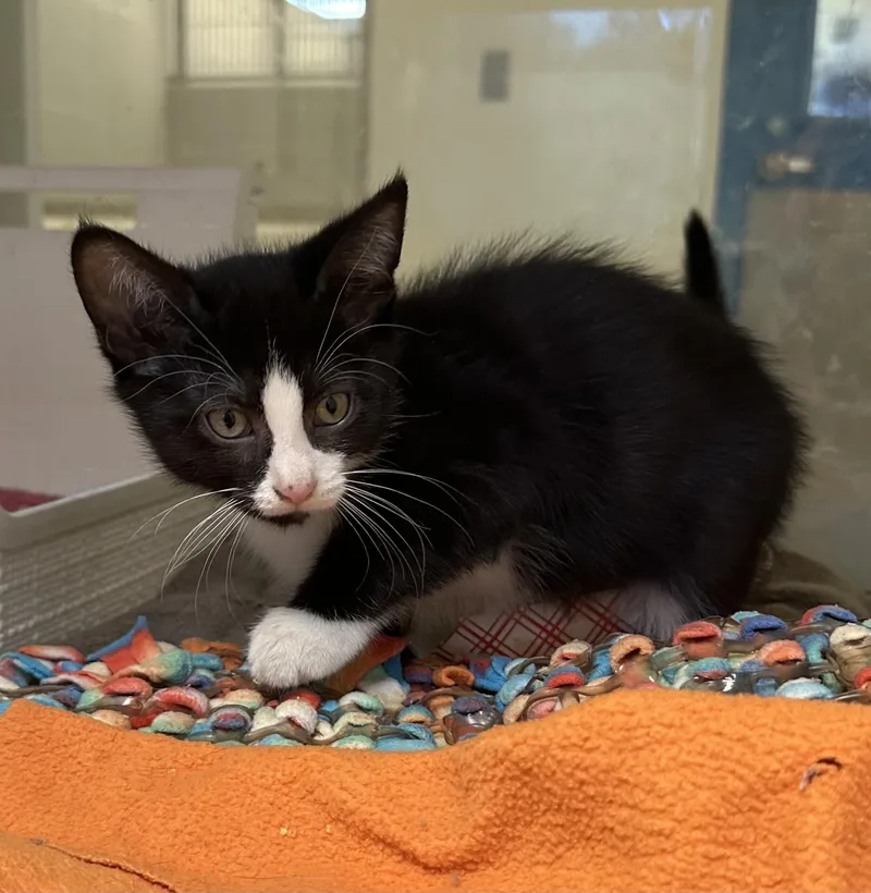 A baby small-sized female Domestic Short Hair cat named Pozole for adoption in Manassas, VA