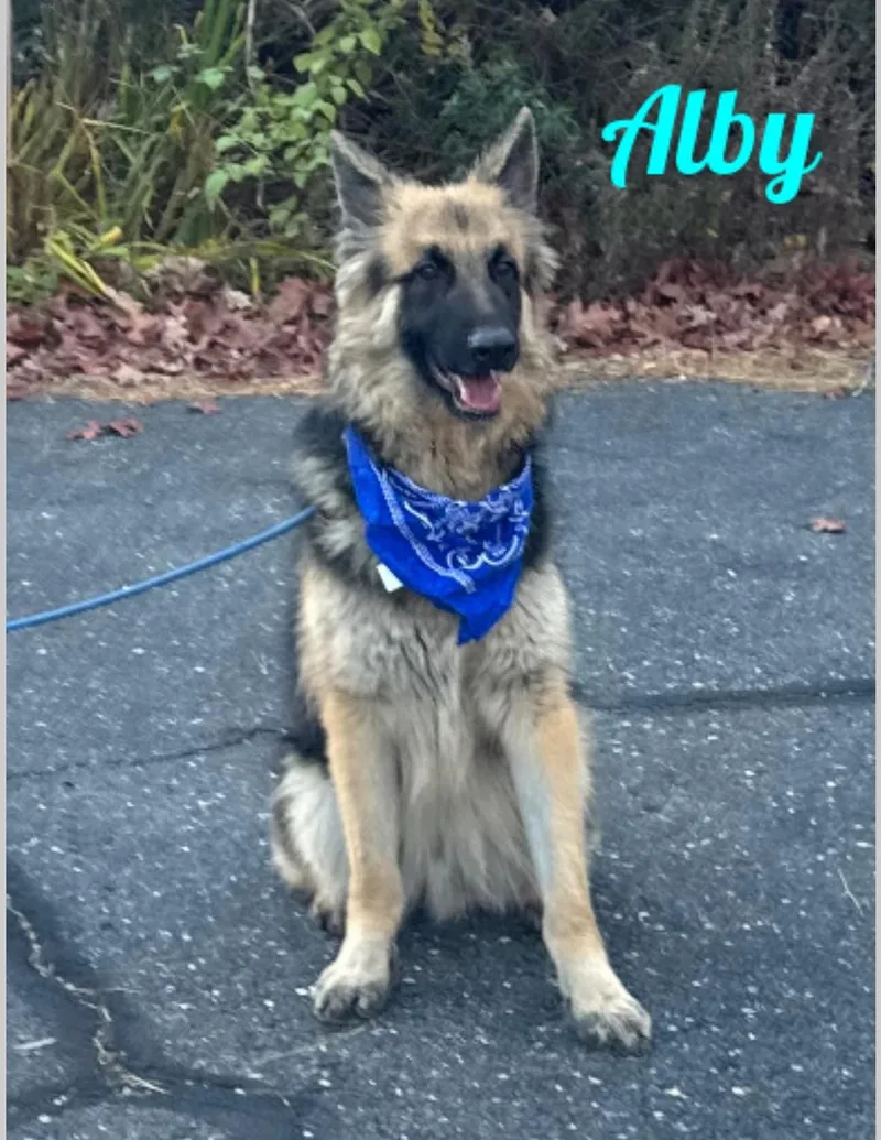 A young large-sized male German Shepherd Dog dog named Alby for adoption in Old Westbury, NY