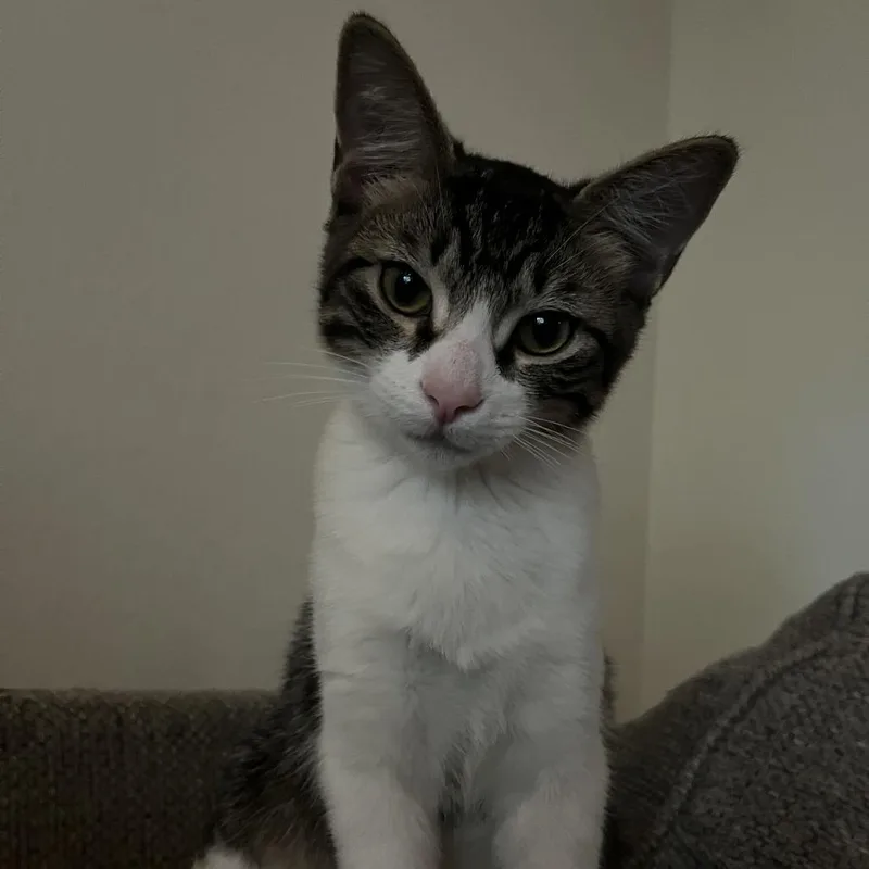 A baby small-sized male Domestic Short Hair cat named Little Man for adoption in Tallahassee, FL