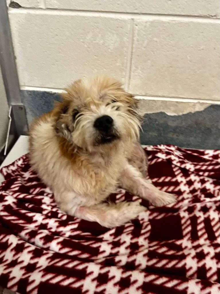 A senior small-sized male Jack Russell Terrier dog named DA Roonie for adoption in Glen Allen, VA