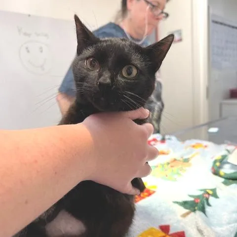 A young medium-sized male Black Domestic Short Hair cat named Bobby for adoption in Donalsonville, GA
