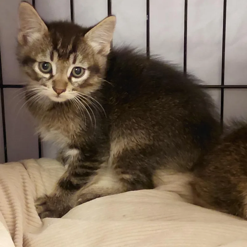 A baby small-sized male Brown / Chocolate Domestic Medium Hair cat named Kadabra for adoption in Grantsville, UT