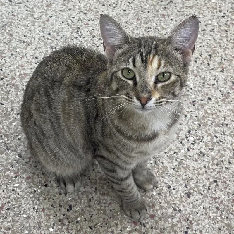 A baby medium-sized female Gray / Blue / Silver Domestic Short Hair cat named Dr. Seuss for adoption in Donalsonville, GA