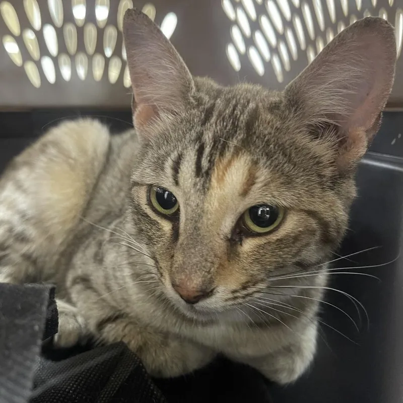 Dr. Seuss thumbnail 2