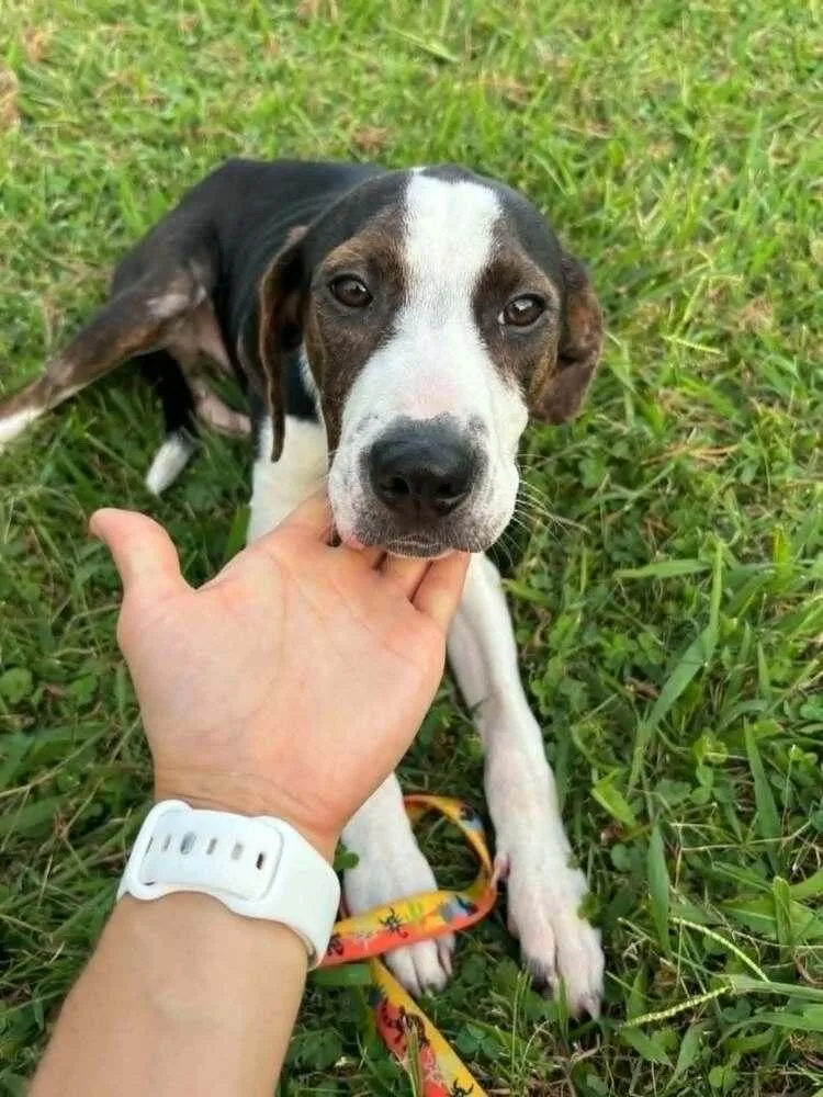 A baby medium-sized male Tricolor (Brown, Black, & White) Beagle dog named Floyd Rs : Rufus for adoption in Aurora, IN