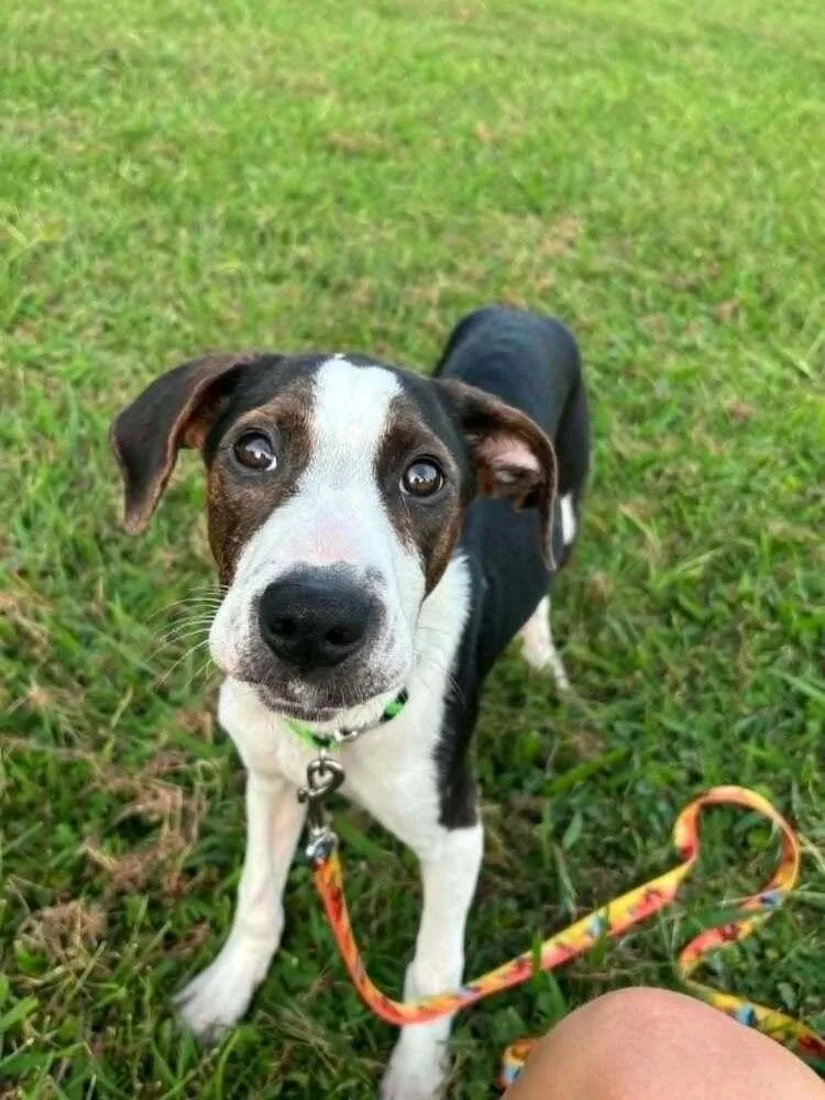 Floyd Rs : Rufus thumbnail 2