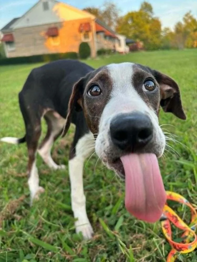 Floyd Rs : Rufus thumbnail 3