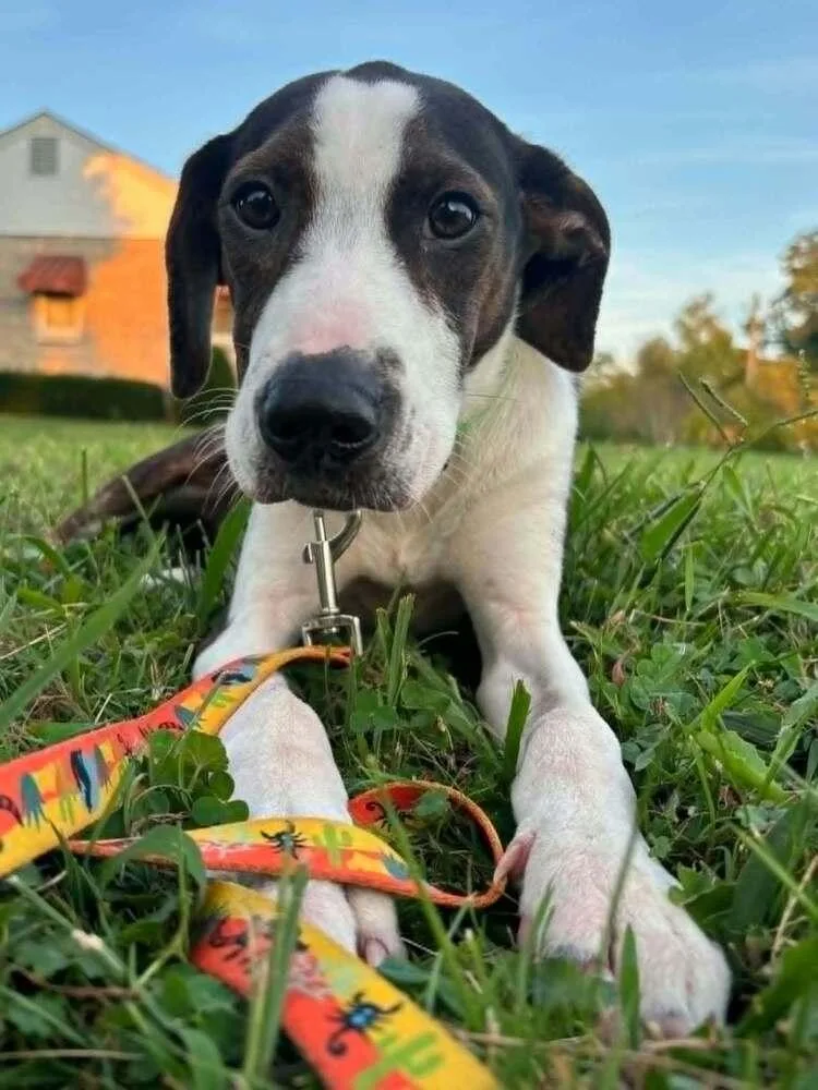 Floyd Rs : Rufus thumbnail 4