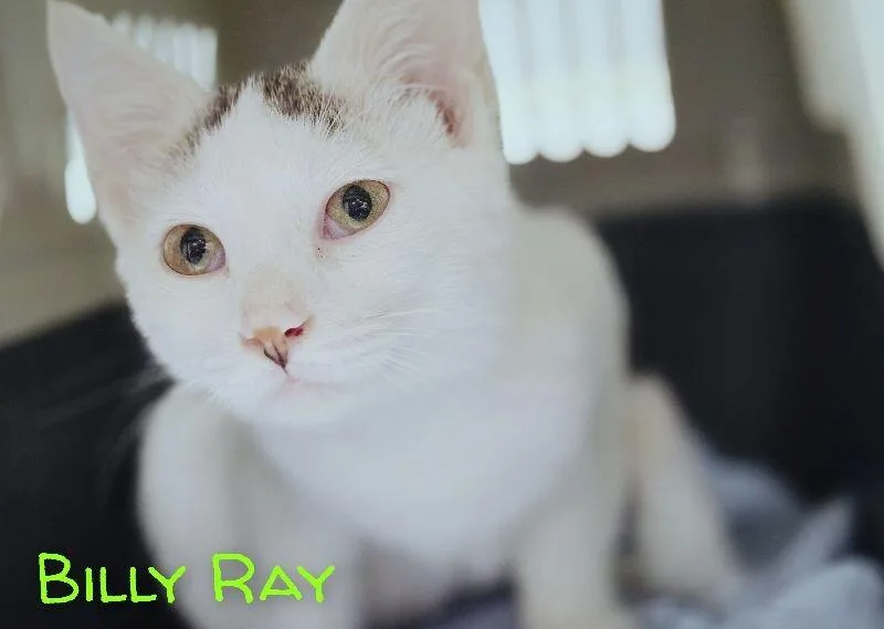 A young medium-sized male White Domestic Short Hair cat named Billy Ray for adoption in Adrian, MI