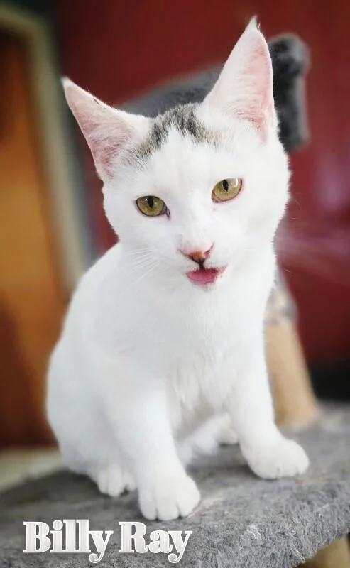 Billy Ray thumbnail 2