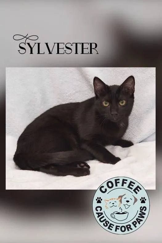 A young medium-sized male Domestic Short Hair cat named Sylvester for adoption in Douglas, GA