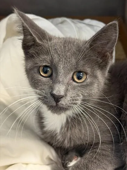 A baby small-sized female Domestic Short Hair cat named Jazz for adoption in Madison, NJ