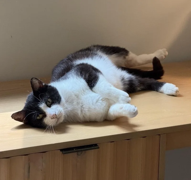 An adult large-sized male Black & White / Tuxedo Domestic Short Hair cat named Captain for adoption in Milton, DE