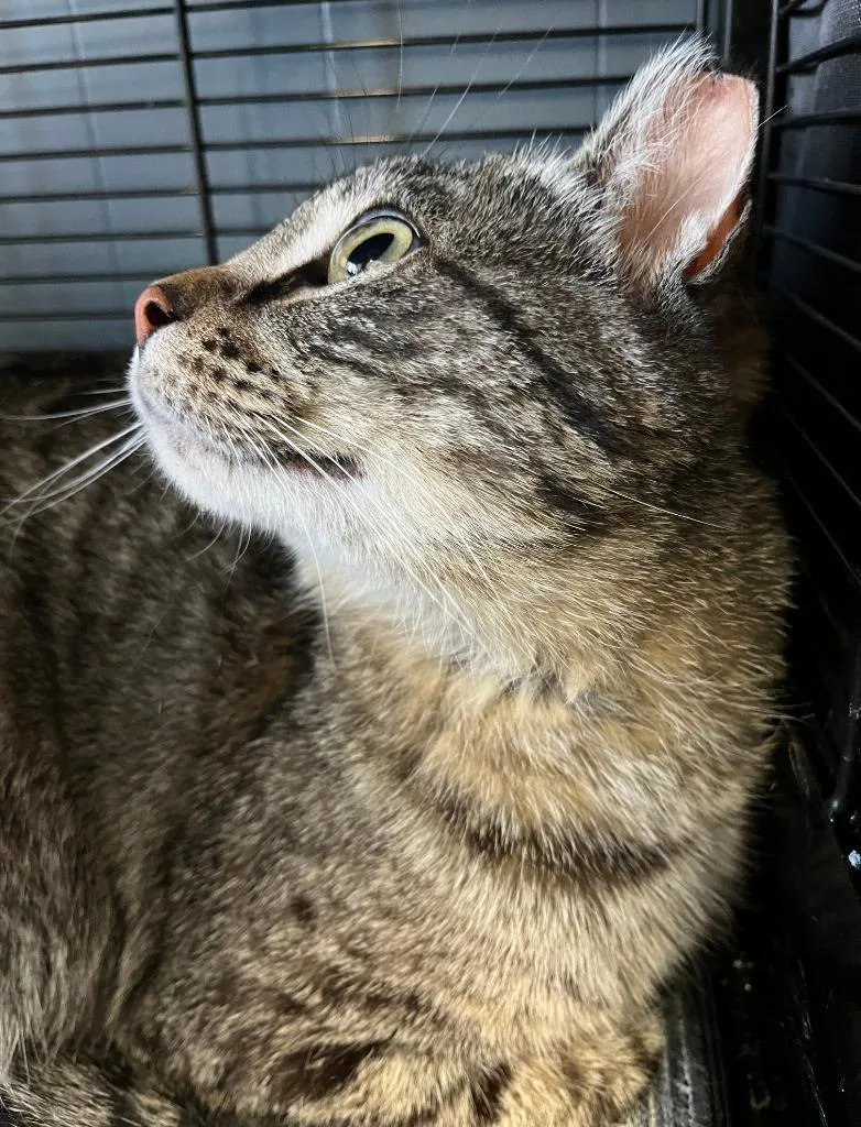 A young medium-sized female Domestic Short Hair cat named Muffin for adoption in Fond Du Lac, WI