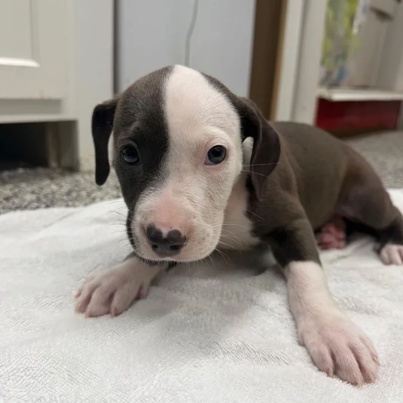 A baby small-sized male Gray / Blue / Silver Pit Bull Terrier dog named Bruno for adoption in Fairmont, WV