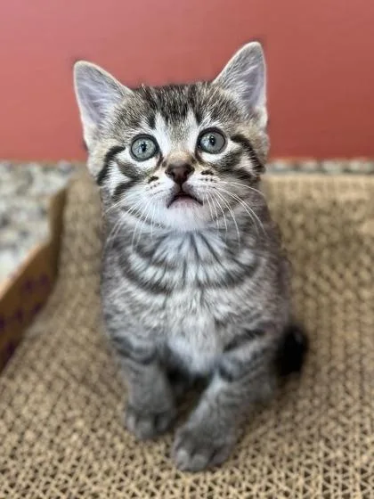 A baby small-sized male Tabby (Brown / Chocolate) Domestic Short Hair cat named Chicory for adoption in Hackensack, MN