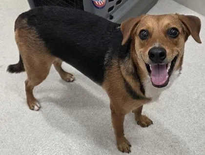 A young large-sized male Terrier dog named Iru for adoption in Honolulu, HI