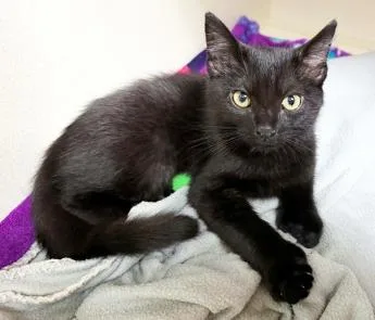 A baby medium-sized male Black Domestic Short Hair cat named Moff Gideon for adoption in San Clemente, CA
