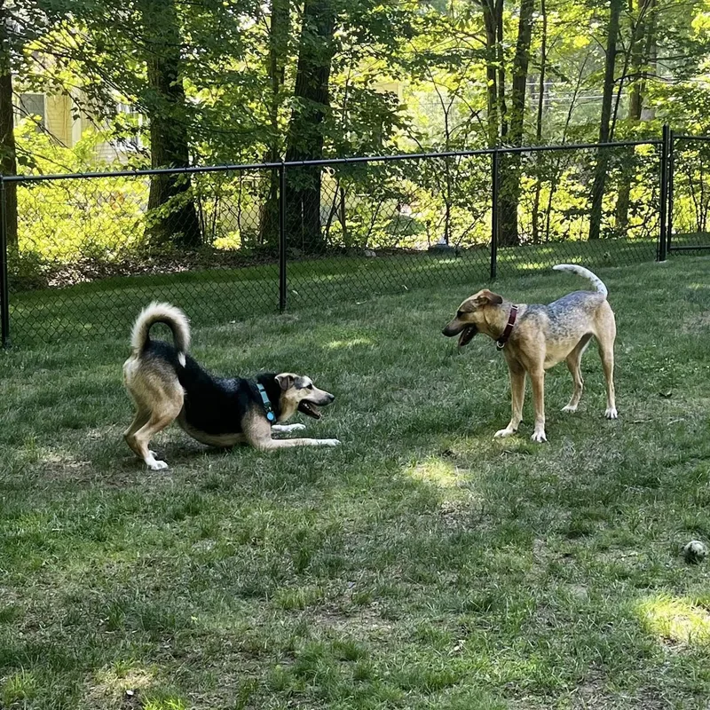 An adult large-sized male Mixed Breed dog named Timber "here In Nh" for adoption in Northwood, NH