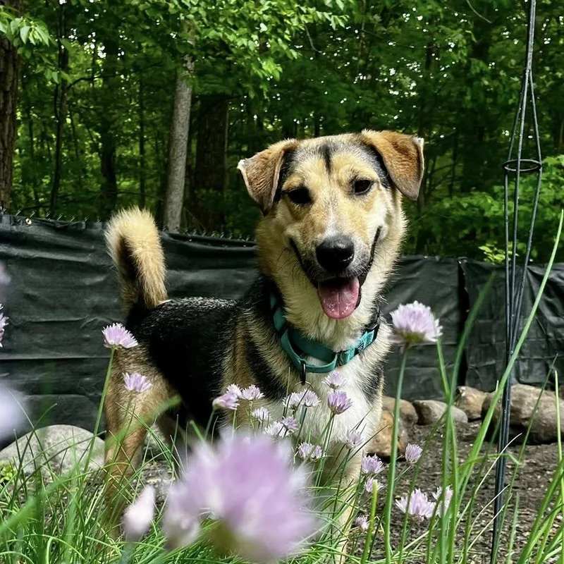 Timber "here In Nh" thumbnail 5