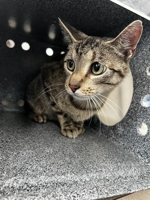 An adult medium-sized male Domestic Medium Hair cat named Spencer for adoption in Dallas, TX