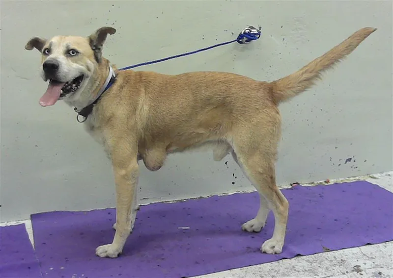 An adult large-sized male German Shepherd Dog dog named King for adoption in Houston, TX