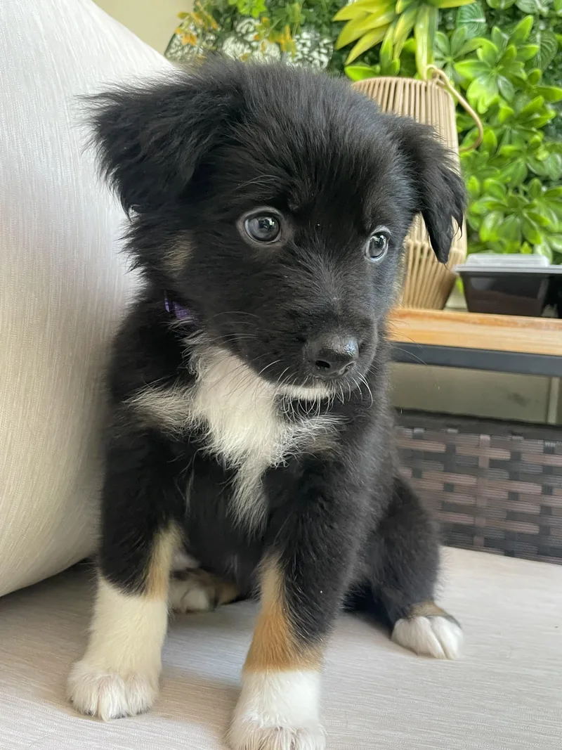 A baby medium-sized female Tricolor (Brown, Black, & White) Australian Shepherd dog named Nova for adoption in Fort Collins, CO