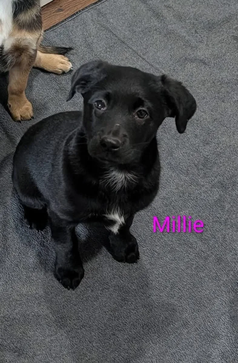 Millie
