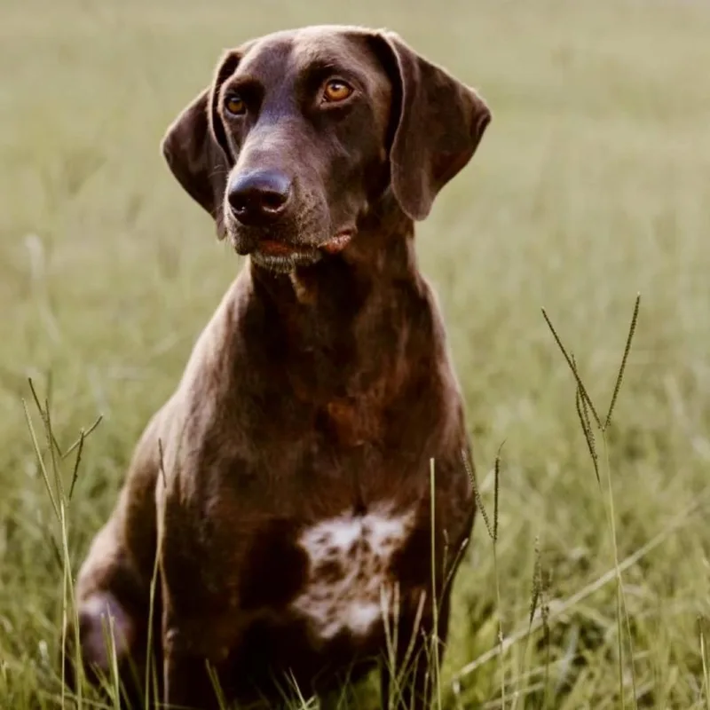 An adult medium-sized female Brown / Chocolate German Shorthaired Pointer dog named Mabel for adoption in Tyrone, GA