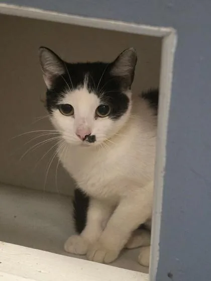 An adult medium-sized female Domestic Short Hair cat named Abby for adoption in West Chester, PA