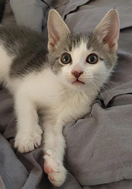 A baby small-sized female Domestic Short Hair cat named June for adoption in Sacramento, CA