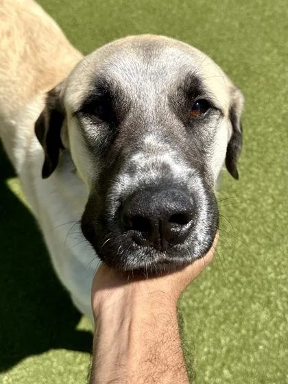An adult extra large-sized male Yellow / Tan / Blond / Fawn Mixed Breed dog named Duke for adoption in Wichita, KS