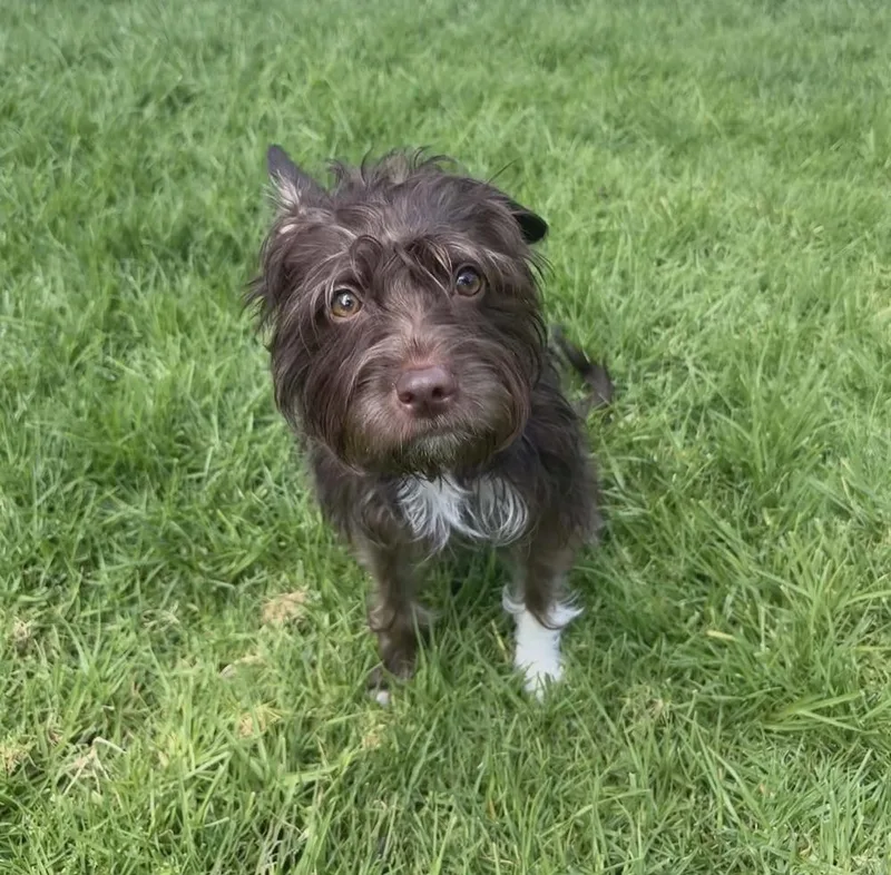A young small-sized female Tricolor (Brown, Black, & White) Cockapoo dog named Mokah for adoption in Mission Viejo, CA