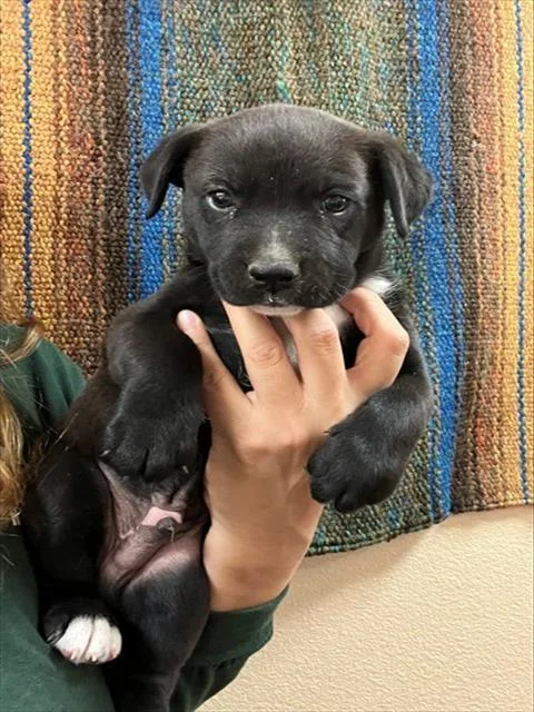 A baby small-sized male Labrador Retriever dog named Fudge for adoption in Blythe, CA