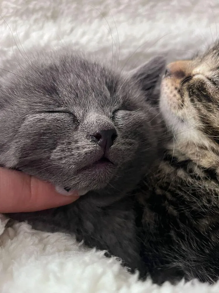 A baby small-sized female Gray / Blue / Silver Domestic Short Hair cat named Effie for adoption in Bowling Green, OH