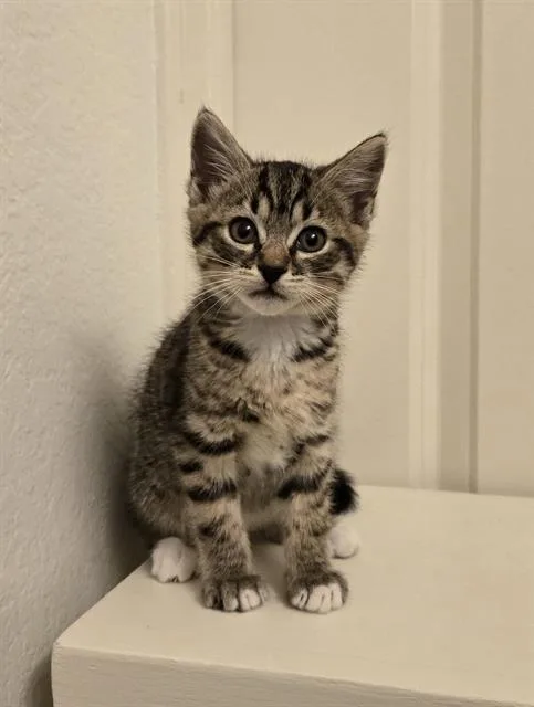 A baby small-sized female Domestic Short Hair cat named Genevieve for adoption in Tustin, CA