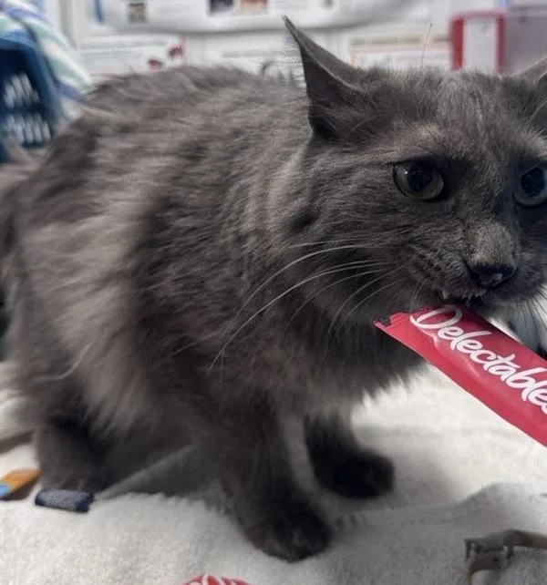 An adult medium-sized male Domestic Long Hair cat named Bear for adoption in Escondido, CA