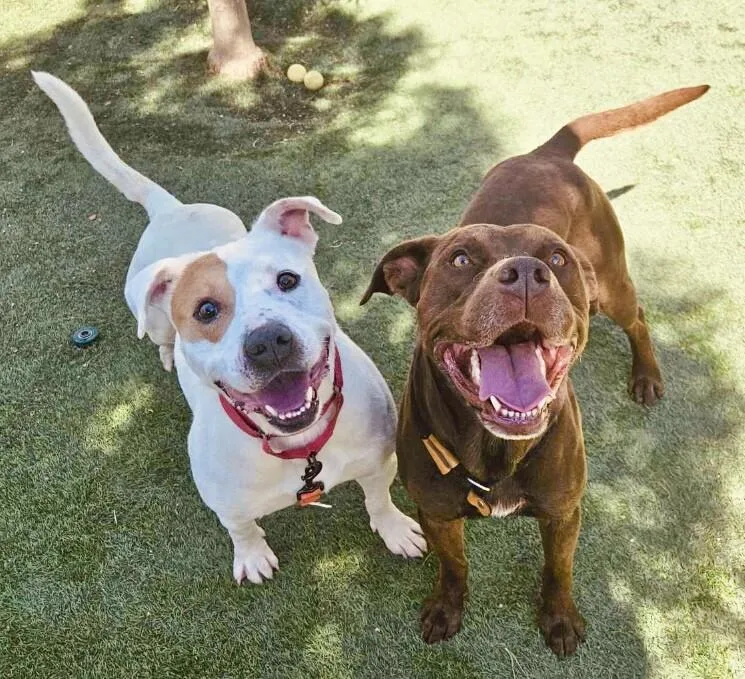 An adult medium-sized male White / Cream American Staffordshire Terrier dog named Cyrus Cuddles The Easy for adoption in Friendswood, TX