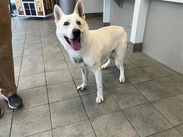An adult large-sized male German Shepherd Dog dog named Ghost for adoption in San Antonio, TX