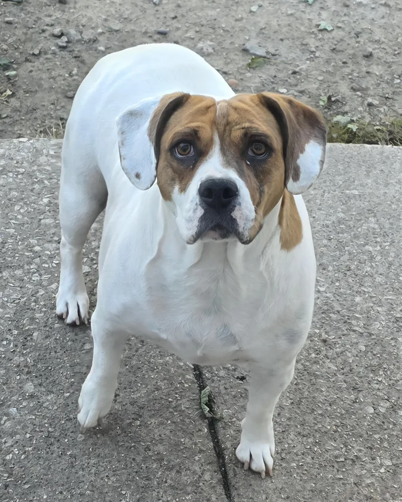 An adult medium-sized female White / Cream Beagle dog named Hazel for adoption in Momence, IL